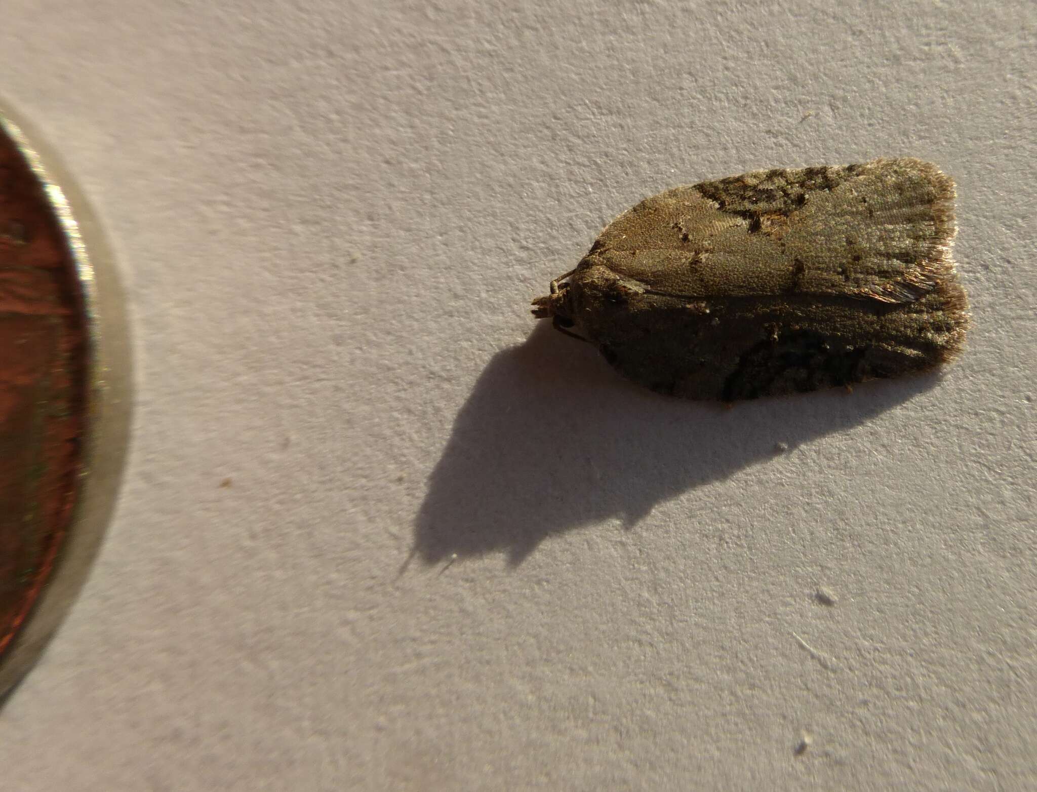 Image of Acleris chalybeana Fernald 1882