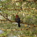 Image of Purple Grenadier