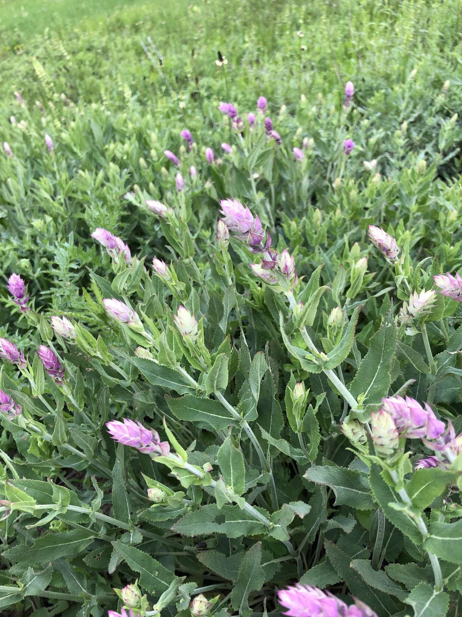 Imagem de Salvia nemorosa L.