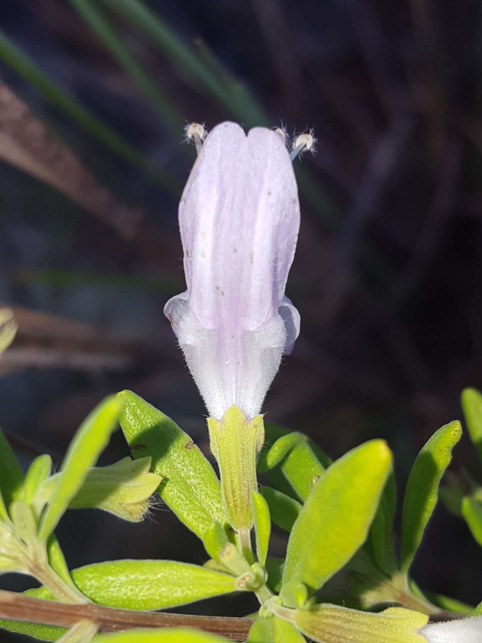 Image of Etonia rosemary