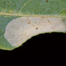 Phyllonorycter scudderella (Frey & Boll 1873) resmi