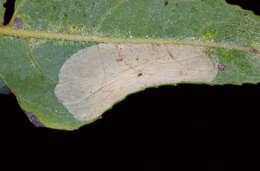 Image of Phyllonorycter scudderella (Frey & Boll 1873)