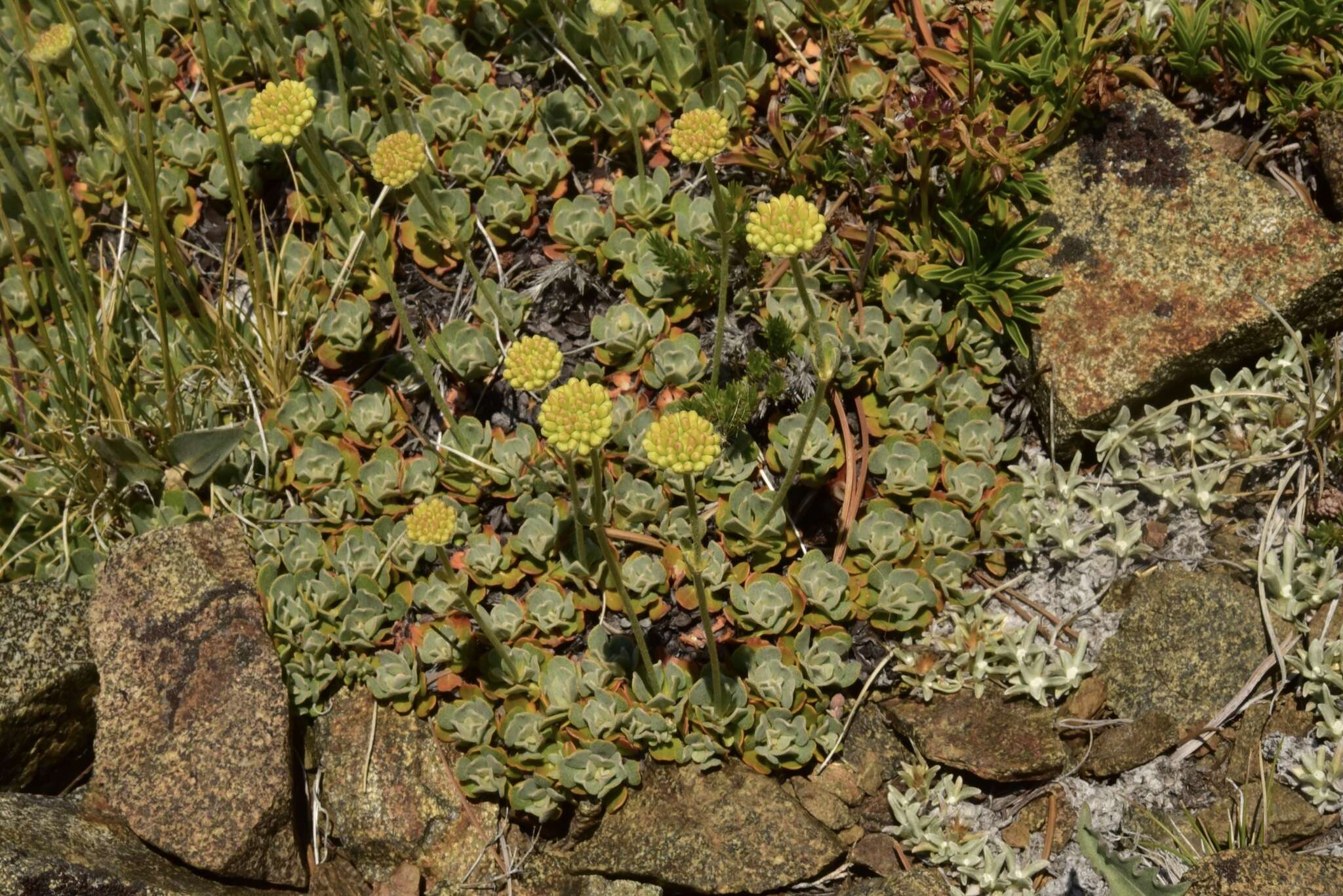 Image of Siskiyou buckwheat