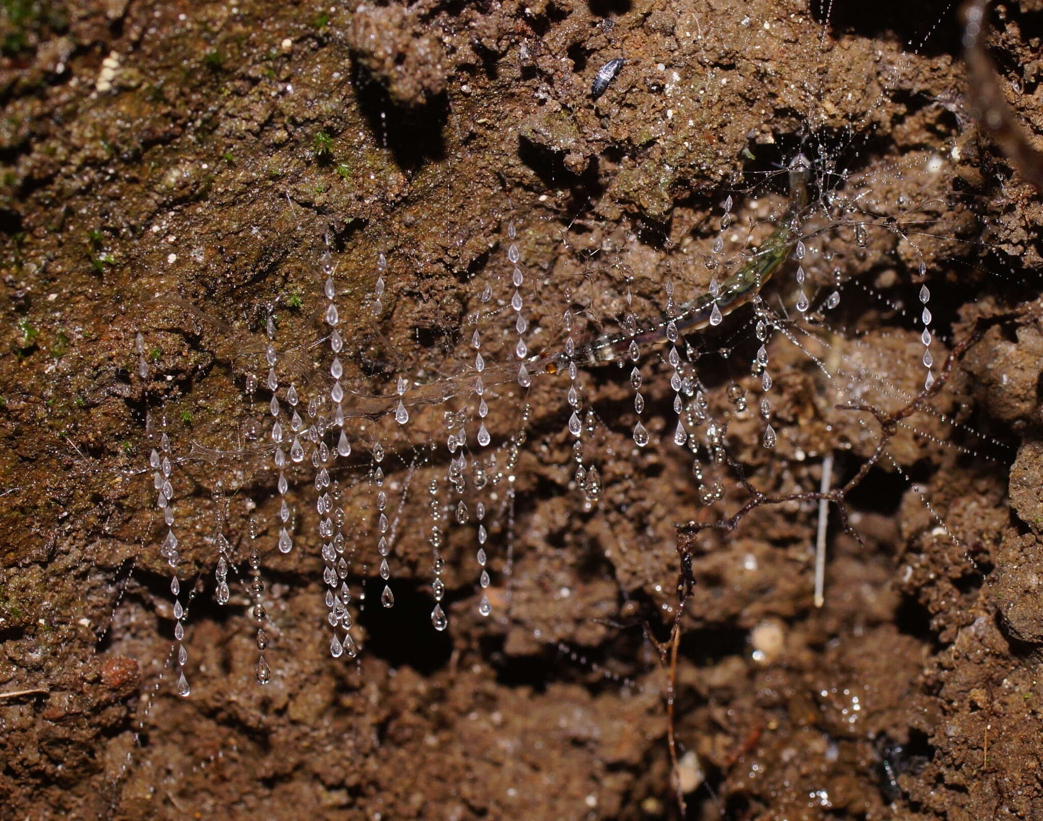 Image of Arachnocampa (Campara) otwayensis Baker 2010