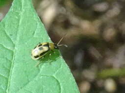 Sivun Cerotoma trifurcata (Forster 1771) kuva