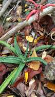 Aloe ambrensis J.-B. Castillon resmi