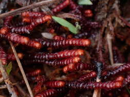 Image of Purple Spoonwort