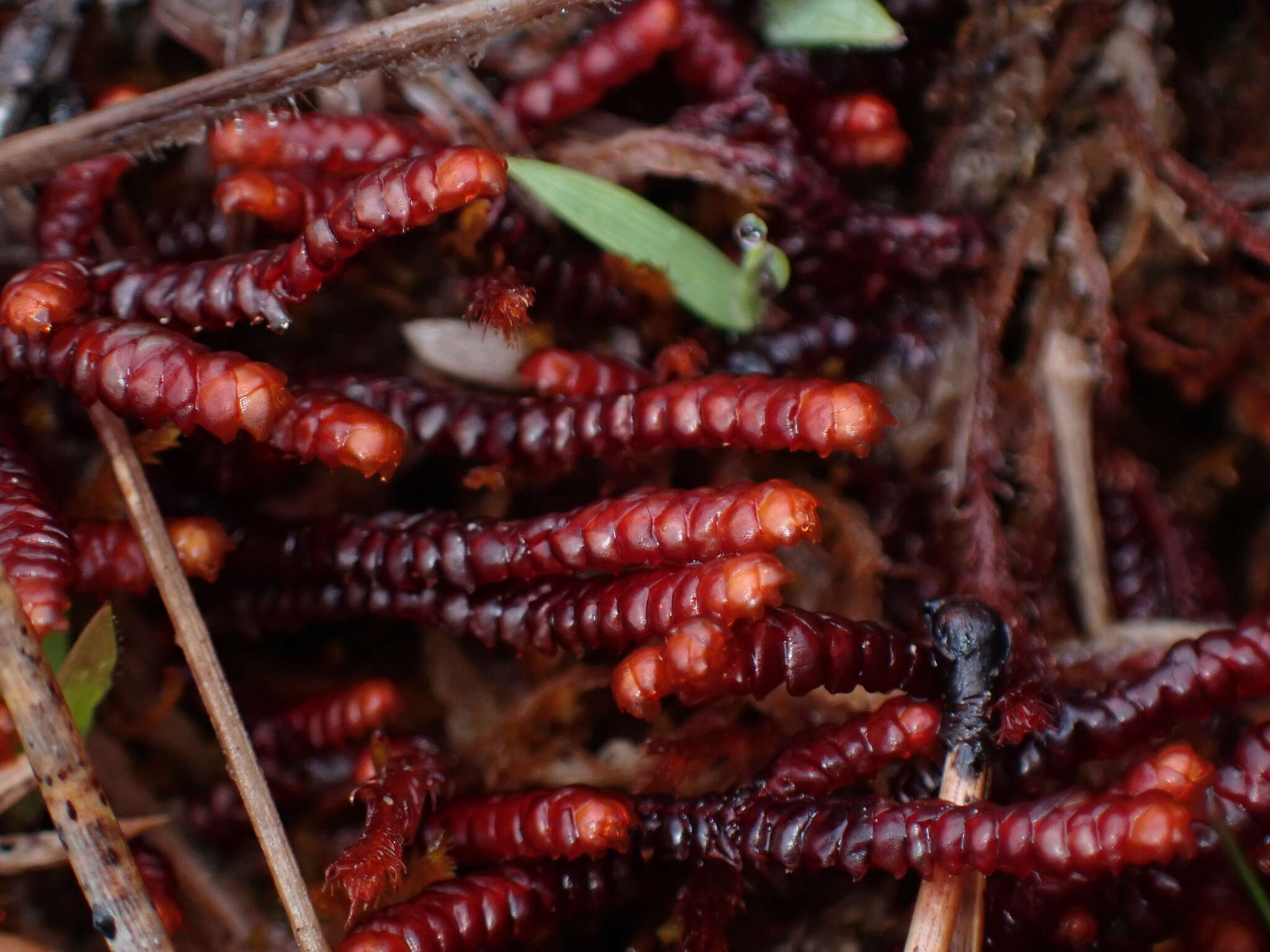Image of Purple Spoonwort