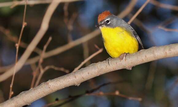 Myioborus brunniceps (d'Orbigny & Lafresnaye 1837) resmi