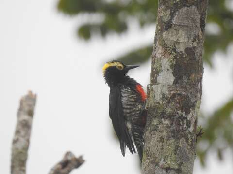 Image of Tellow-tufted Woodpecker