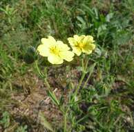 Image of Potentilla recta subsp. recta