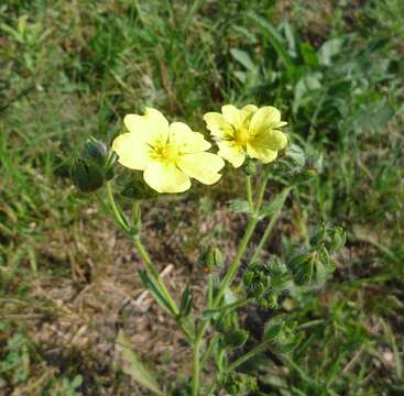 Image of Potentilla recta subsp. recta