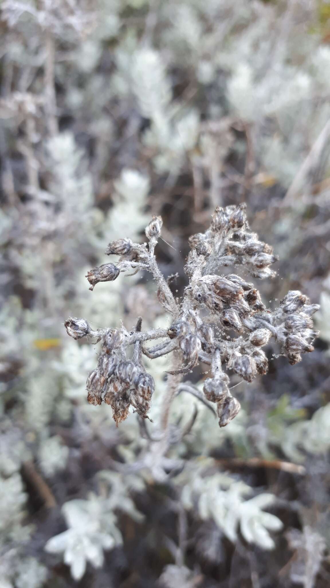 Слика од Helichrysum dasyanthum (Willd.) Sw.