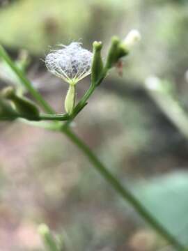 Image of Florida Valerian