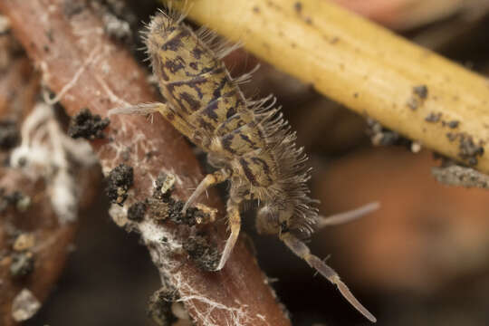 Image of Orchesella villosa (von Linné & C 1767)