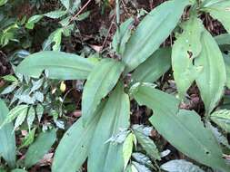 Habenaria pantlingiana Kraenzl. resmi