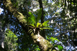 Image of wild birdnest fern