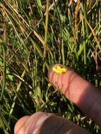 Image of Lesser Spearwort