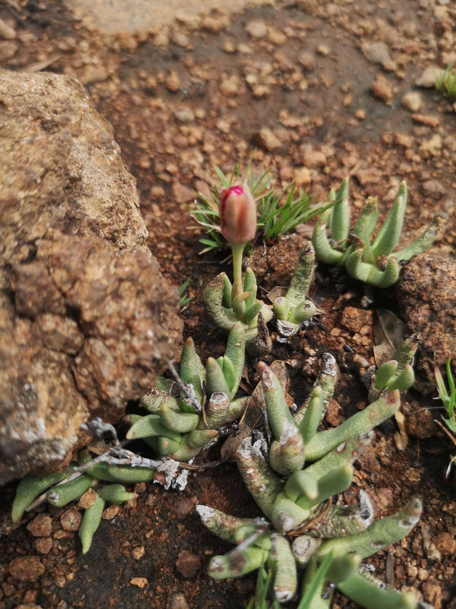 Image of Hereroa glenensis (N. E. Br.) L. Bol.