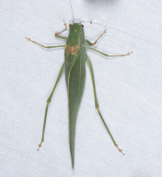 Image of California Angle-wing Katydid