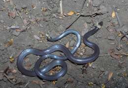 Image of Pacific Longtail Snake