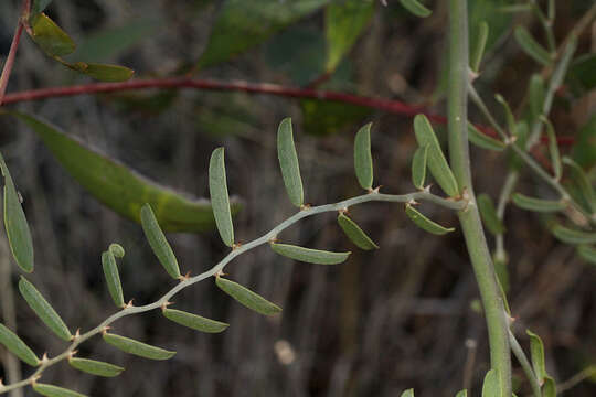 Image de Capparis lasiantha R. Br. ex DC.