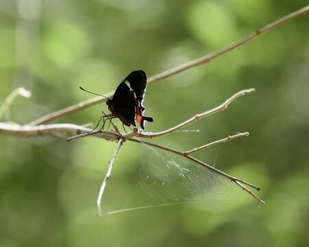 Sivun Parides gundlachianus (Felder & Felder 1864) kuva