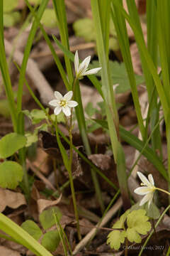 Image of Gagea triflora (Ledeb.) Schult. & Schult. fil.