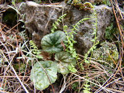 Image de Heuchera glomerulata C. O. Rosend. Butters & Lakela