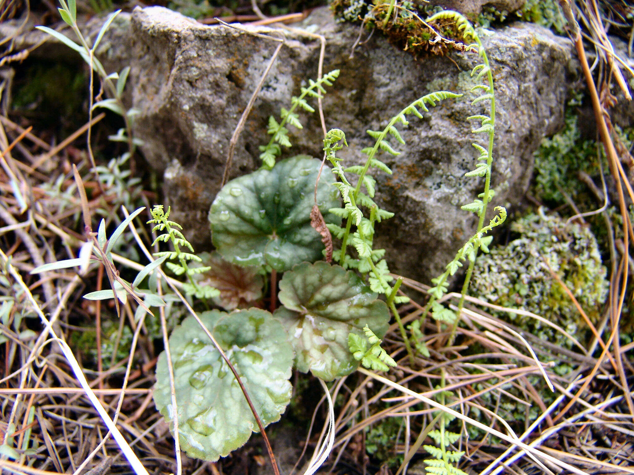 Image de Heuchera glomerulata C. O. Rosend. Butters & Lakela