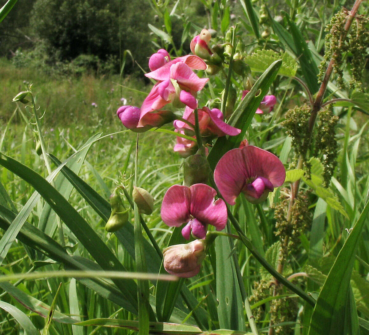 Image of flat pea