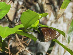 Image of Euploea midamus singapura (Moore 1883)