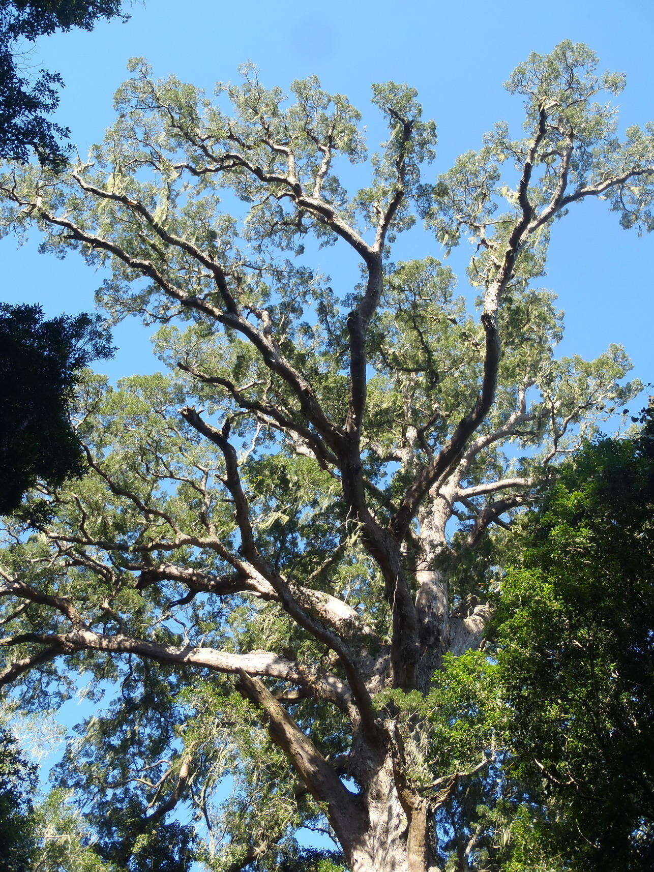 Image of Sickle-leaved Yellowwood