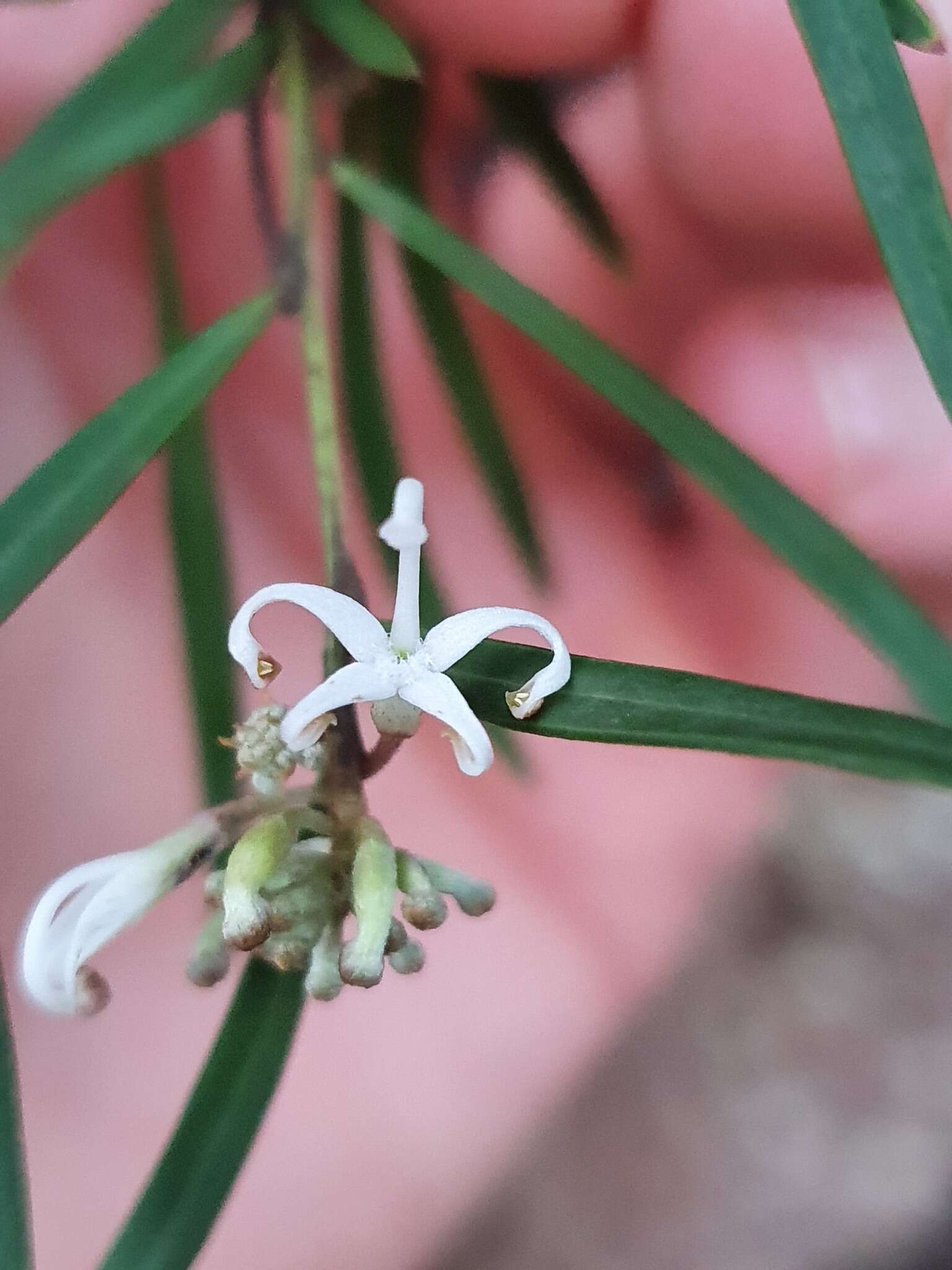 Imagem de Grevillea linearifolia (Cav.) Druce