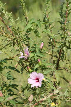 Image of halberdleaf rosemallow