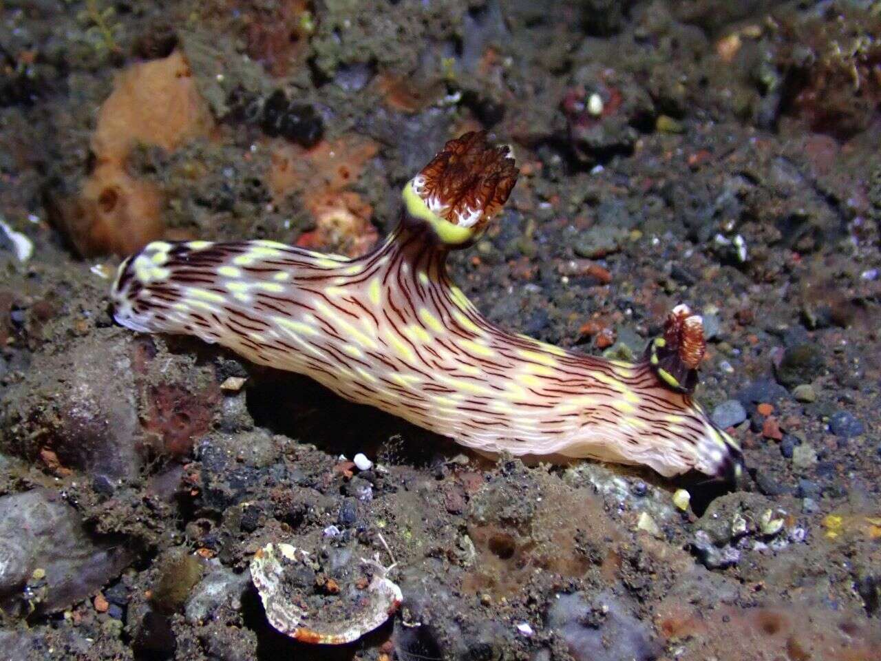 Image of Jorunna rubescens (Bergh 1876)