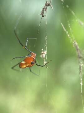 Image of Argyrodes flavescens O. Pickard-Cambridge 1880