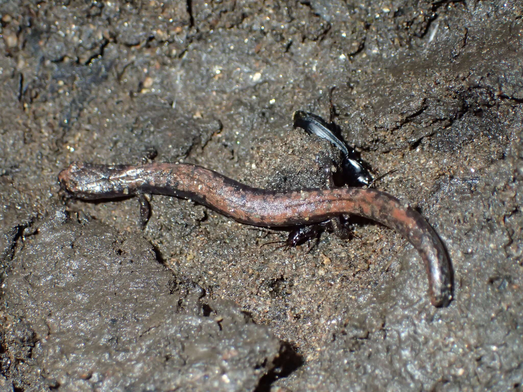 Image of Greenhorn Mountains Slender Salamander
