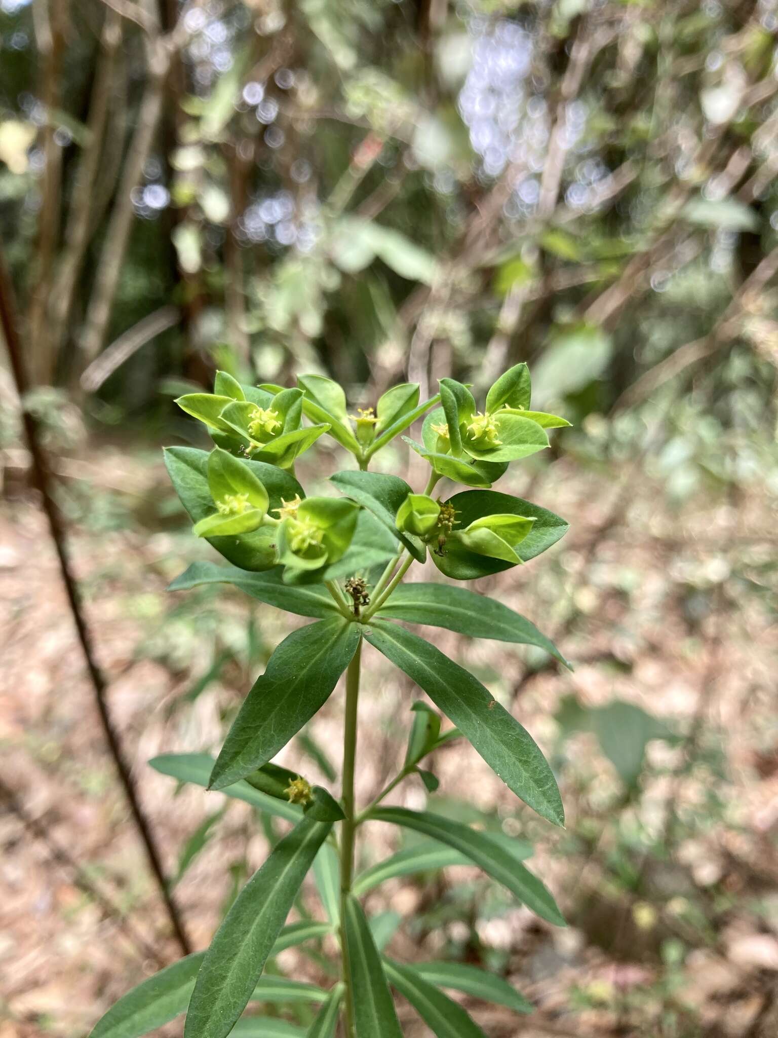 Image of Euphorbia esuliformis S. Schauer