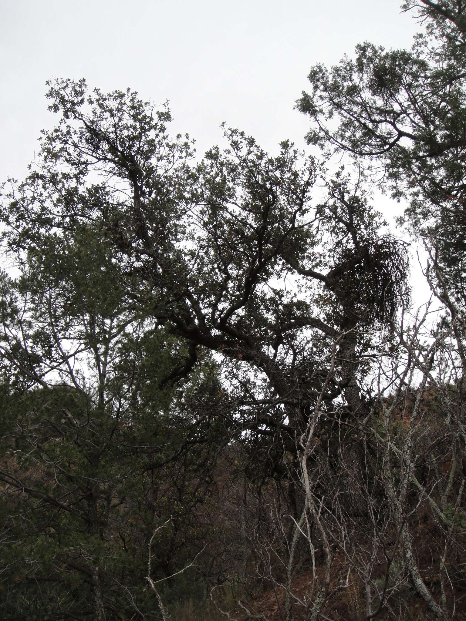 Image of gray oak