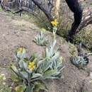 Image of San Gabriel ragwort