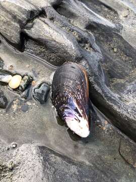 Image of Cholga mussel