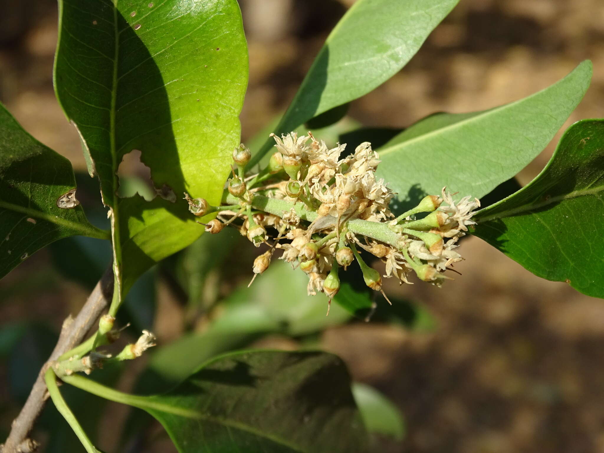 Image of Sideroxylon palmeri (Rose) T. D. Penn.