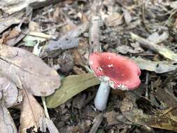 Sivun Russula silvestris (Singer) Reumaux 1996 kuva