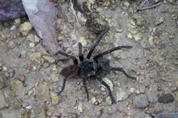 Image of Acanthoscurria paulensis Mello-Leitão 1923