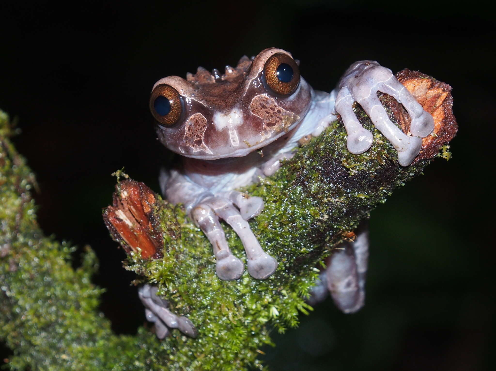Image of Coronated Treefrog