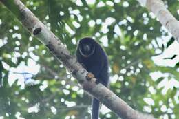 Image of Black Titi