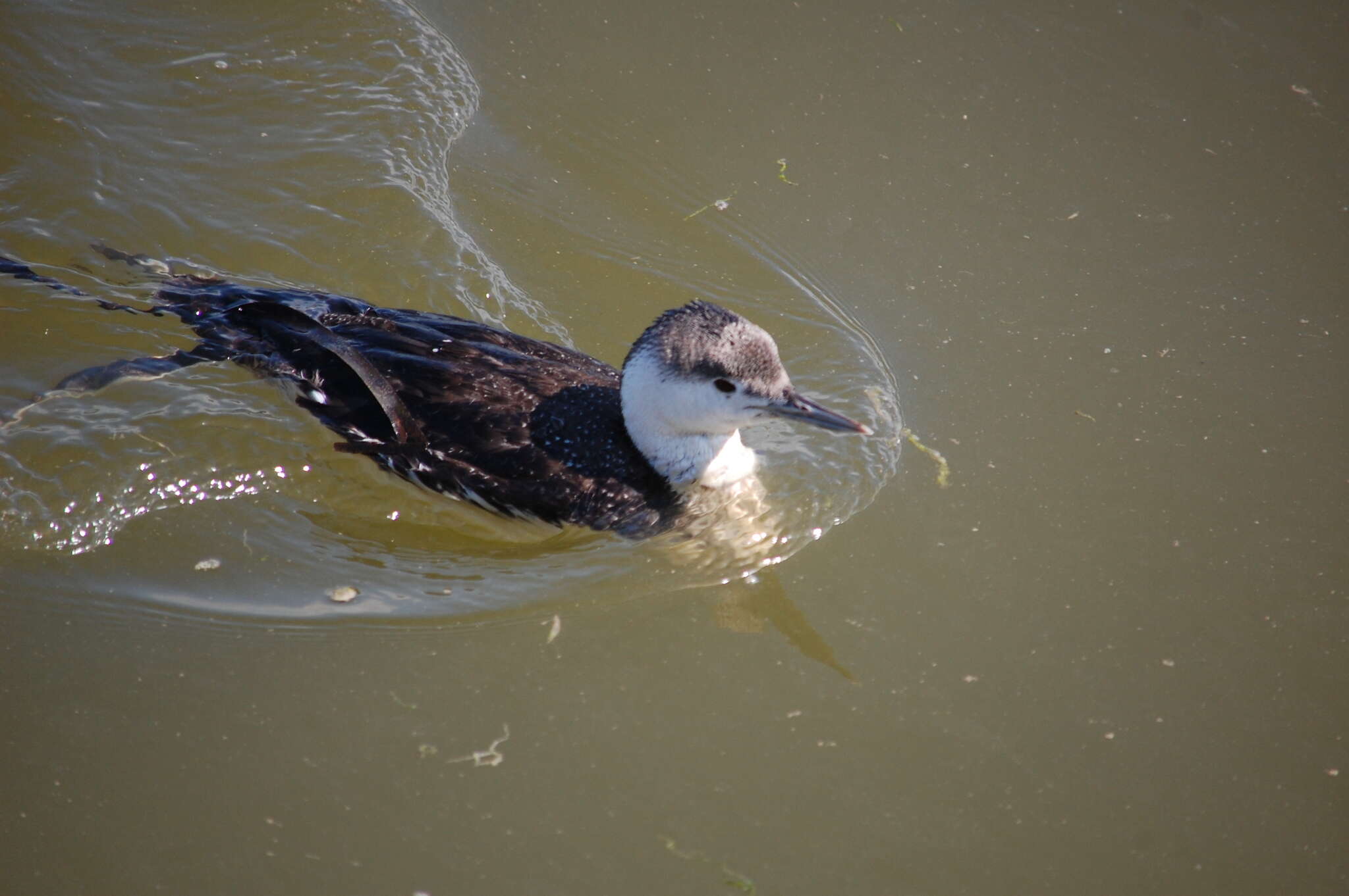 Image of Red-throated Diver