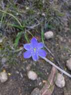 Image of Chamaescilla corymbosa var. corymbosa