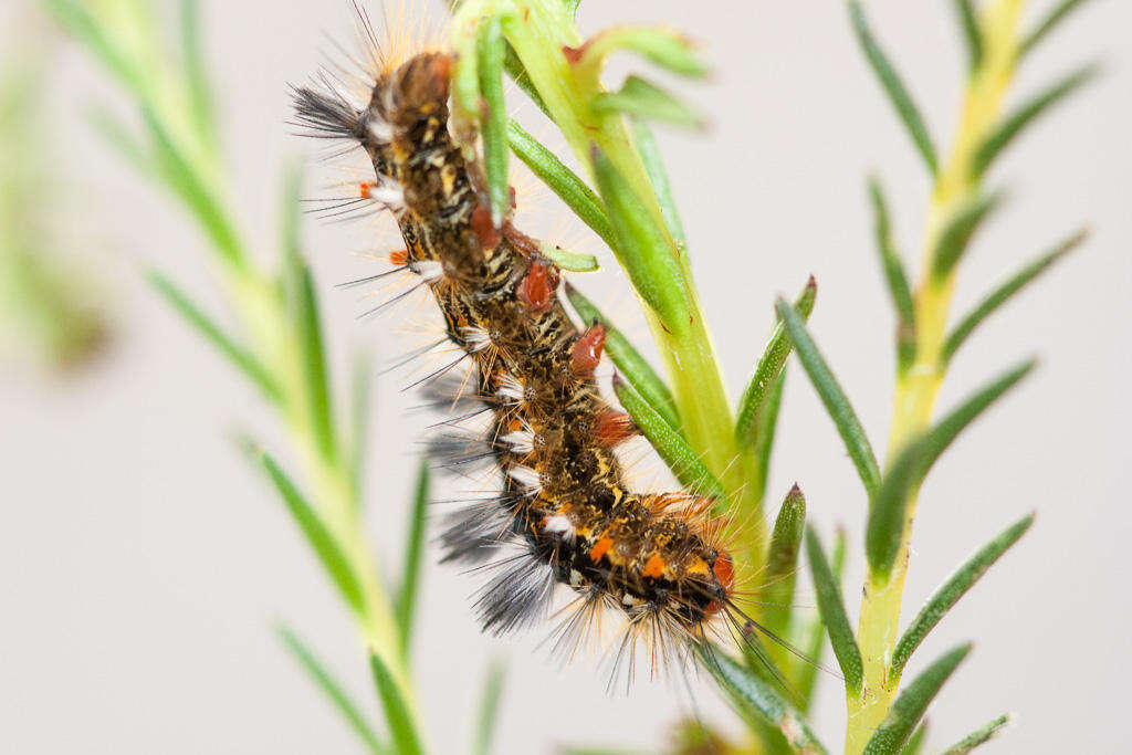 Image of Bracharoa quadripunctata Wallengren 1875